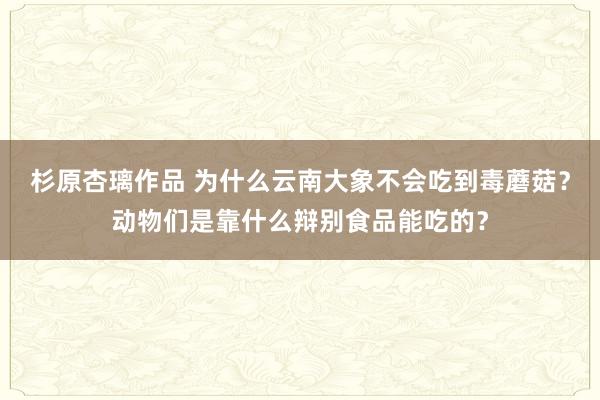 杉原杏璃作品 为什么云南大象不会吃到毒蘑菇？动物们是靠什么辩别食品能吃的？
